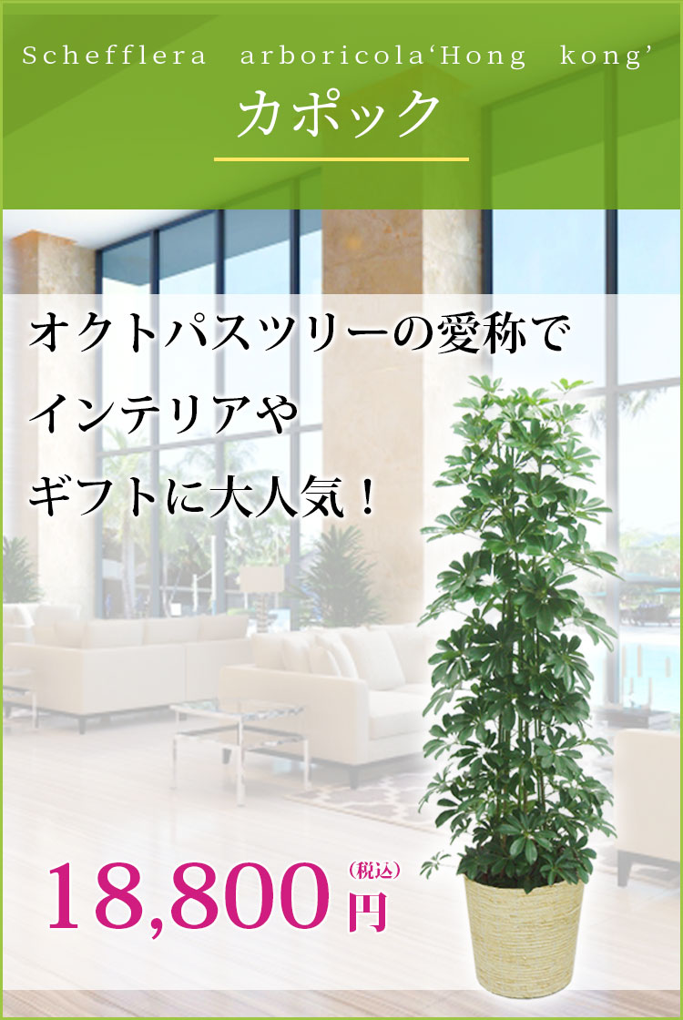 カポック かご付 コーンホワイト色 Lサイズ 観葉植物の販売 通販の観葉植物のオアシス