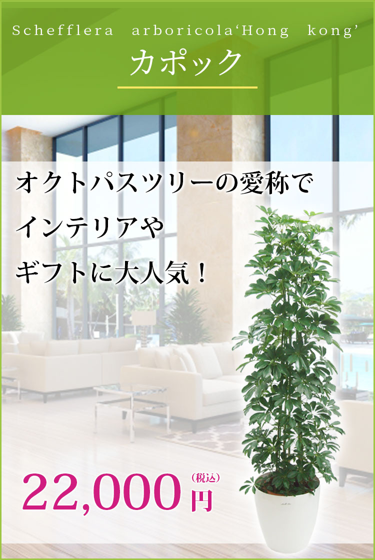 カポック ラスターポット付 Lサイズ 観葉植物の販売 通販の観葉植物のオアシス