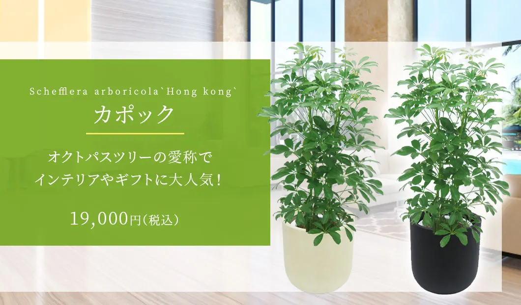 カポック 観葉植物 19,000円(税込)