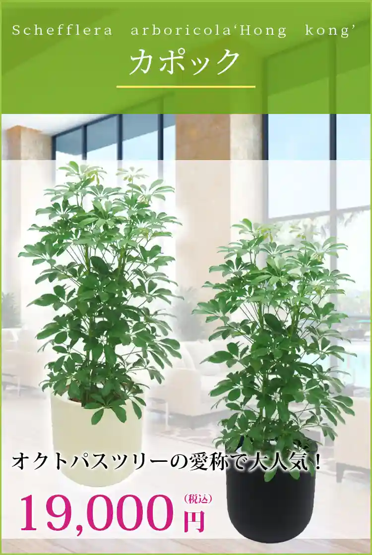 カポック 観葉植物 19,000円(税込)