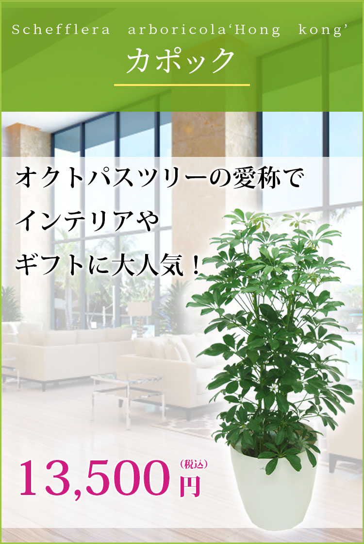 カポック ラスターポット付 Mサイズ 観葉植物の販売 通販の観葉植物のオアシス