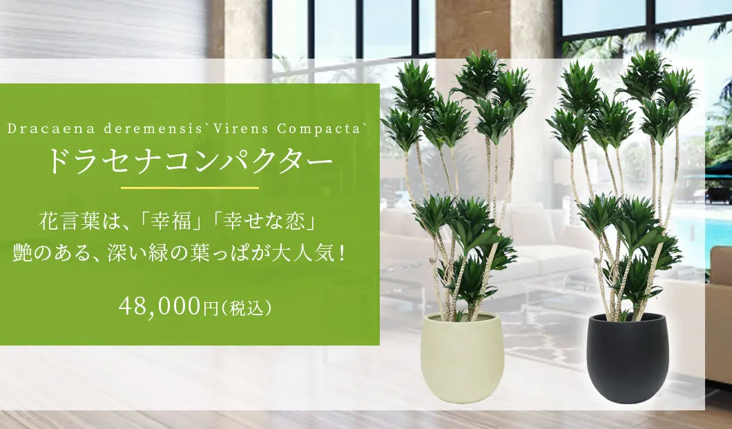 ドラセナコンパクター 観葉植物 48,000円(税込)