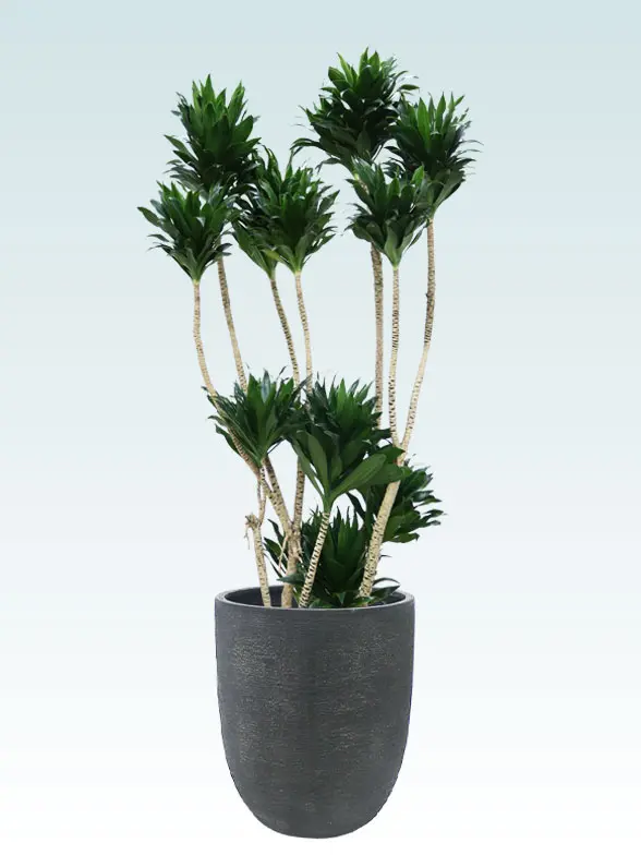 ドラセナコンパクター 大鉢Lサイズ エッグポット型、グラスファイバー製鉢カバー付