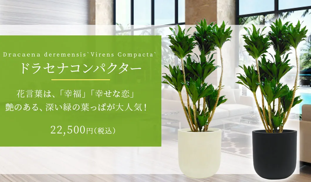 ドラセナコンパクター 観葉植物 22,500円(税込)