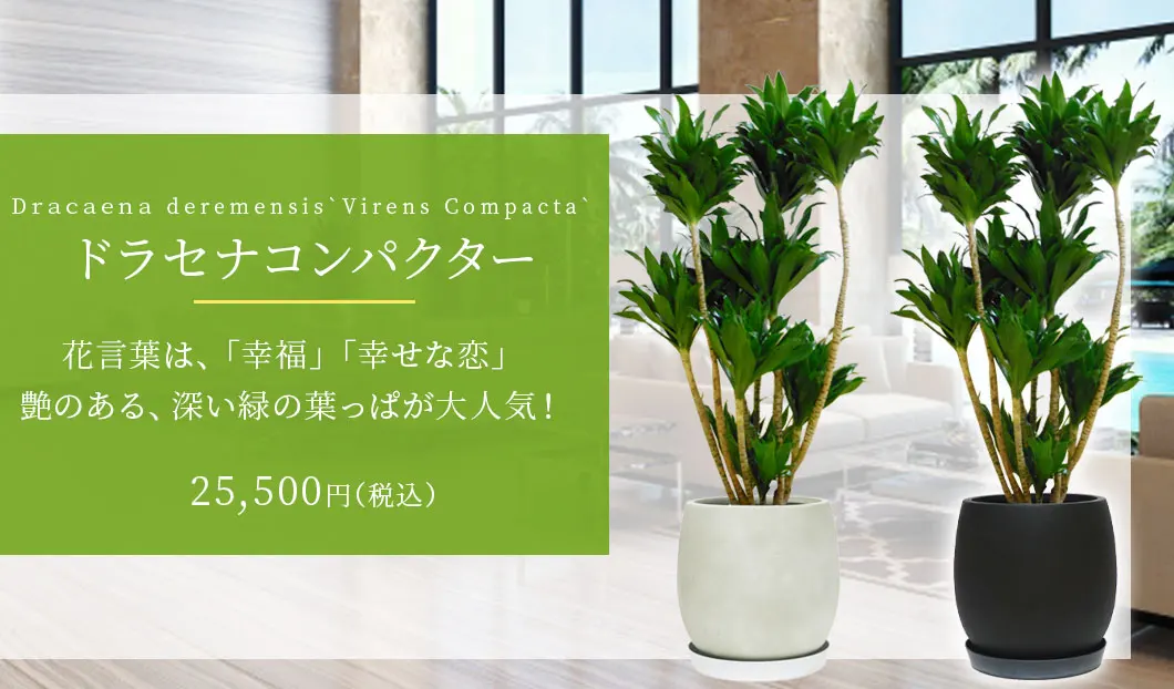 ドラセナコンパクター 観葉植物 25,500円(税込)