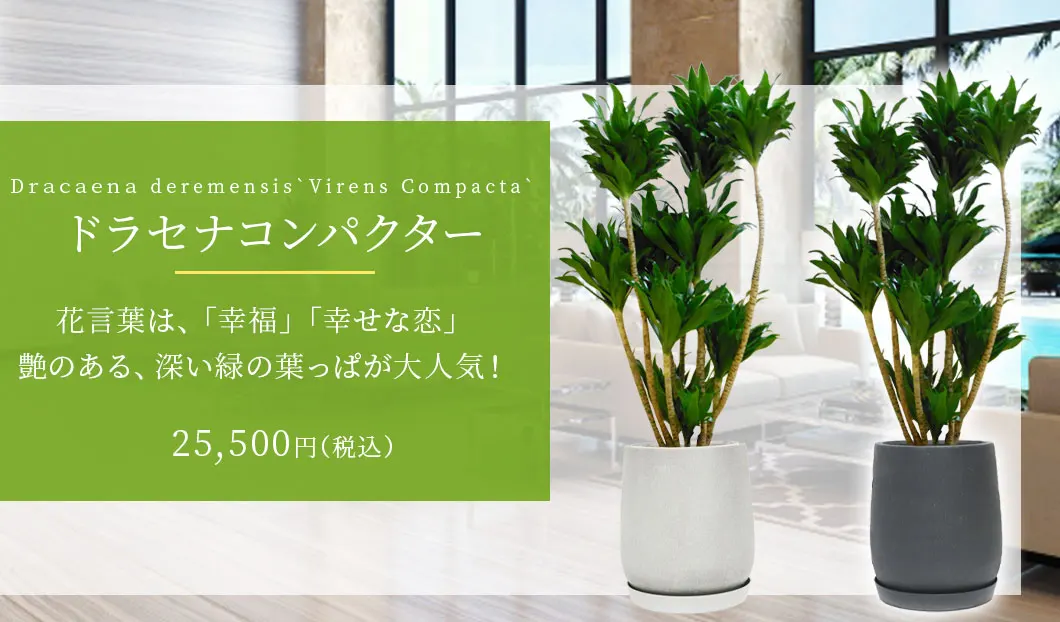 ドラセナコンパクター 観葉植物 25,500円(税込)