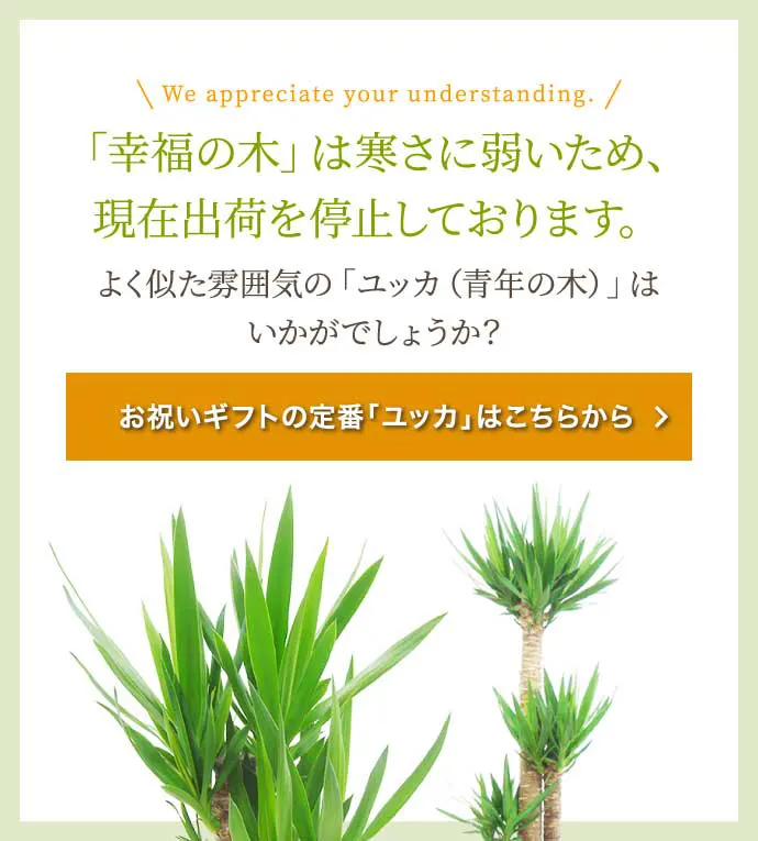 幸福の木(籐かご付、ダークブラウン色) Lサイズ/観葉植物の販売、通販