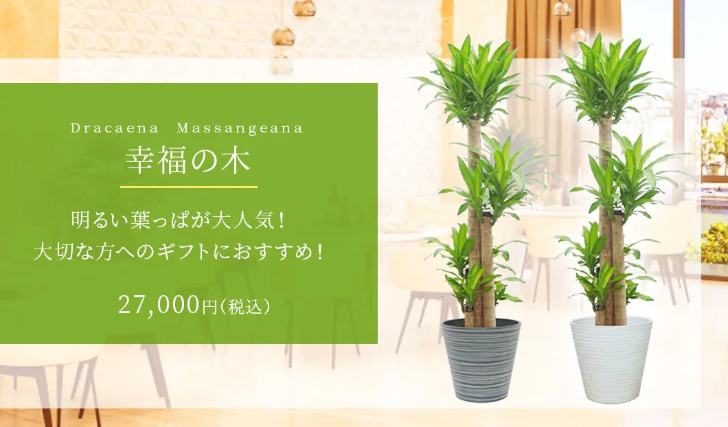 幸福の木 観葉植物 27,000円(税込)