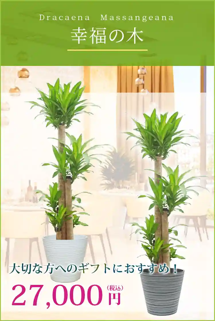 幸福の木 観葉植物 27,000円(税込)