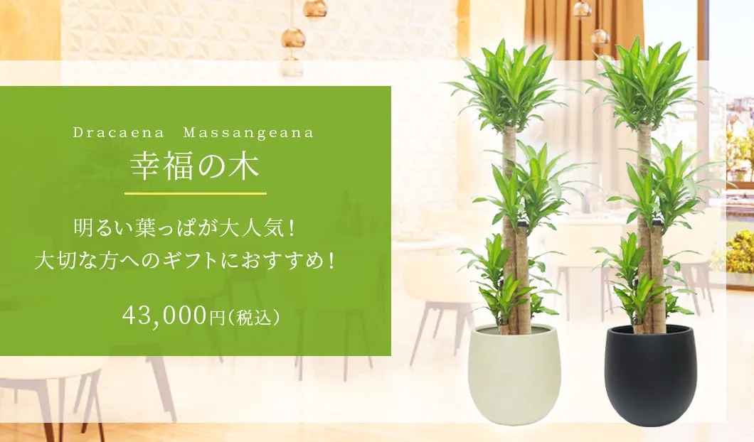 幸福の木 観葉植物 43,000円(税込)