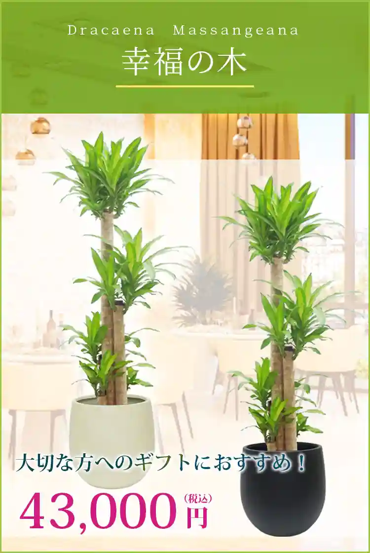 幸福の木 観葉植物 43,000円(税込)