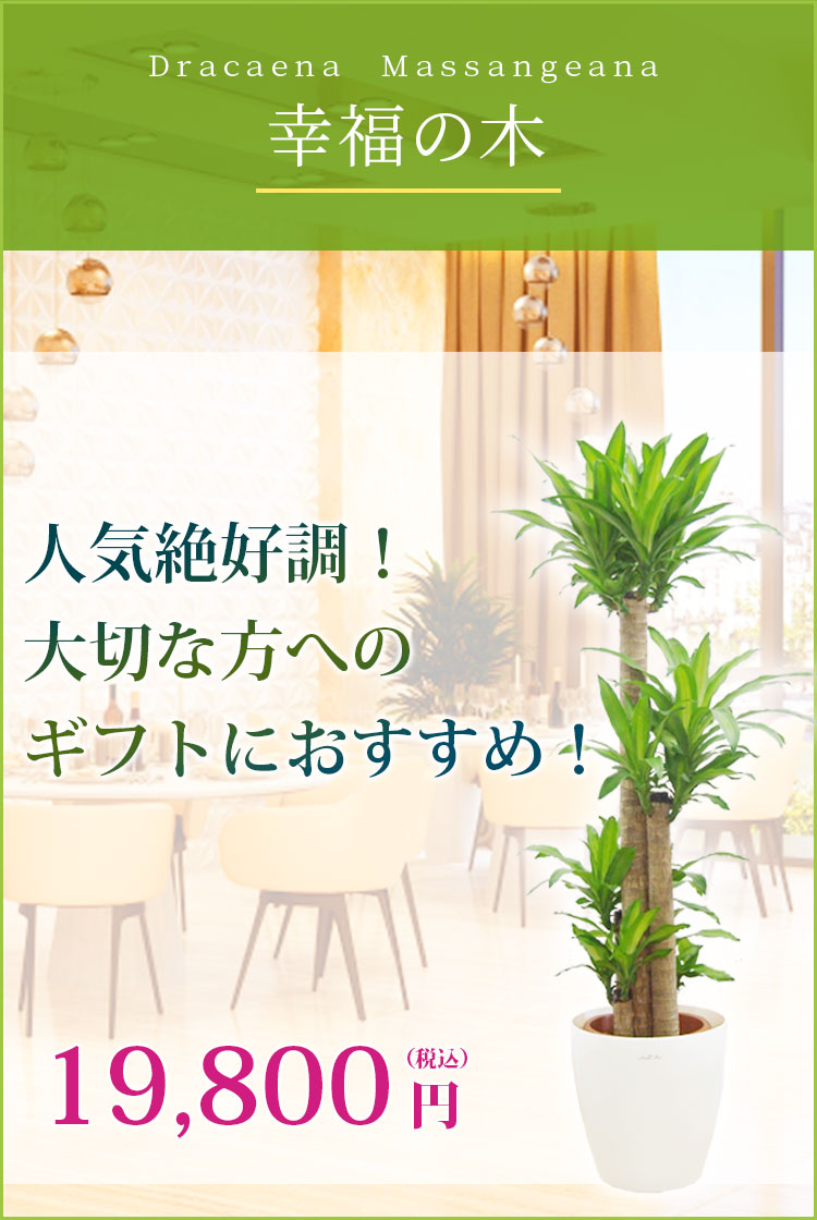 幸福の木 ラスターポット付 Lサイズ 観葉植物の販売 通販の観葉植物のオアシス