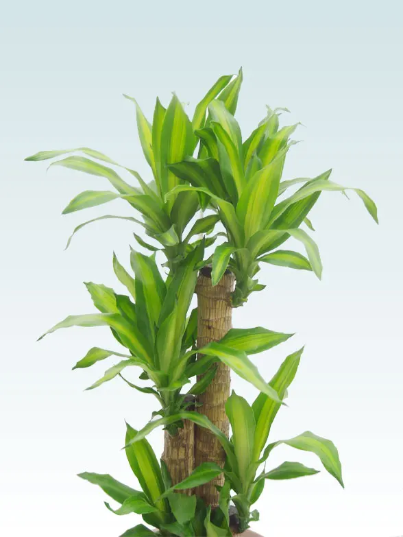 幸福の木(ラスターポット付) Mサイズ/観葉植物の販売、通販の観葉植物 