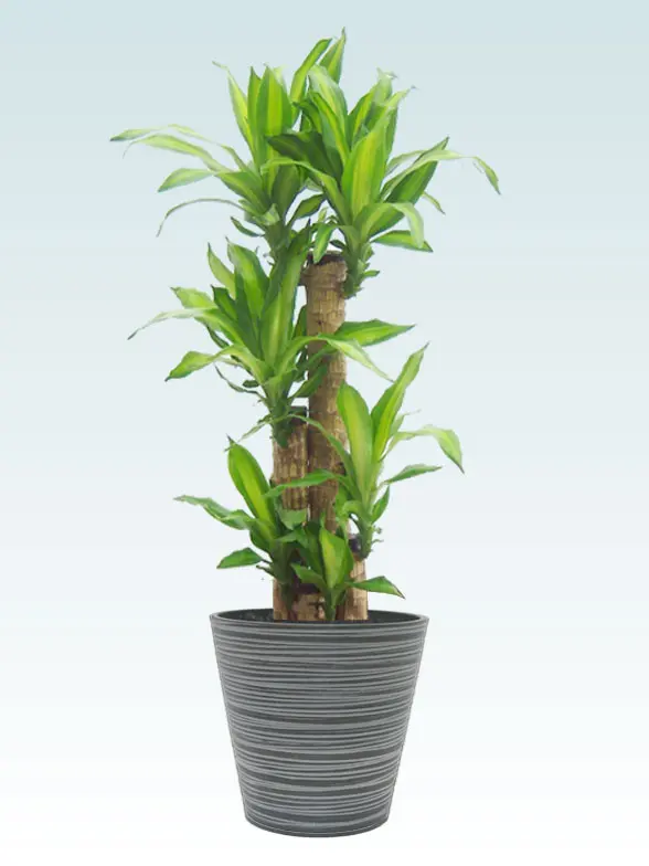 幸福の木 Mサイズ エコフレンドリーポット付