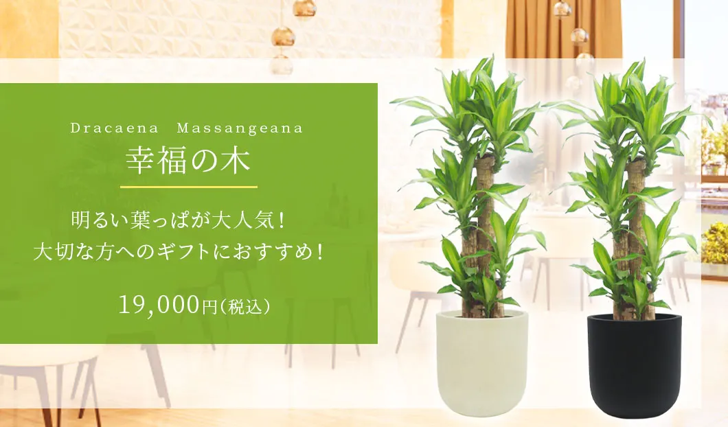 幸福の木 観葉植物 19,000円(税込)