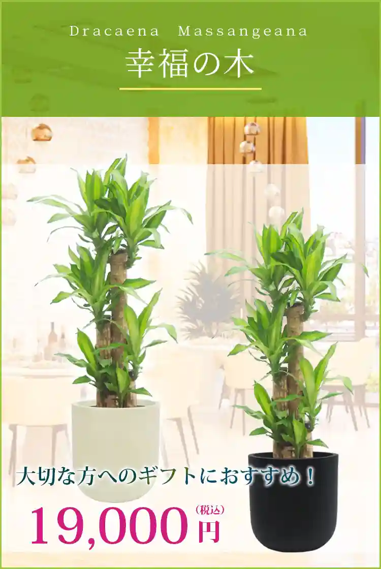 幸福の木 観葉植物 19,000円(税込)