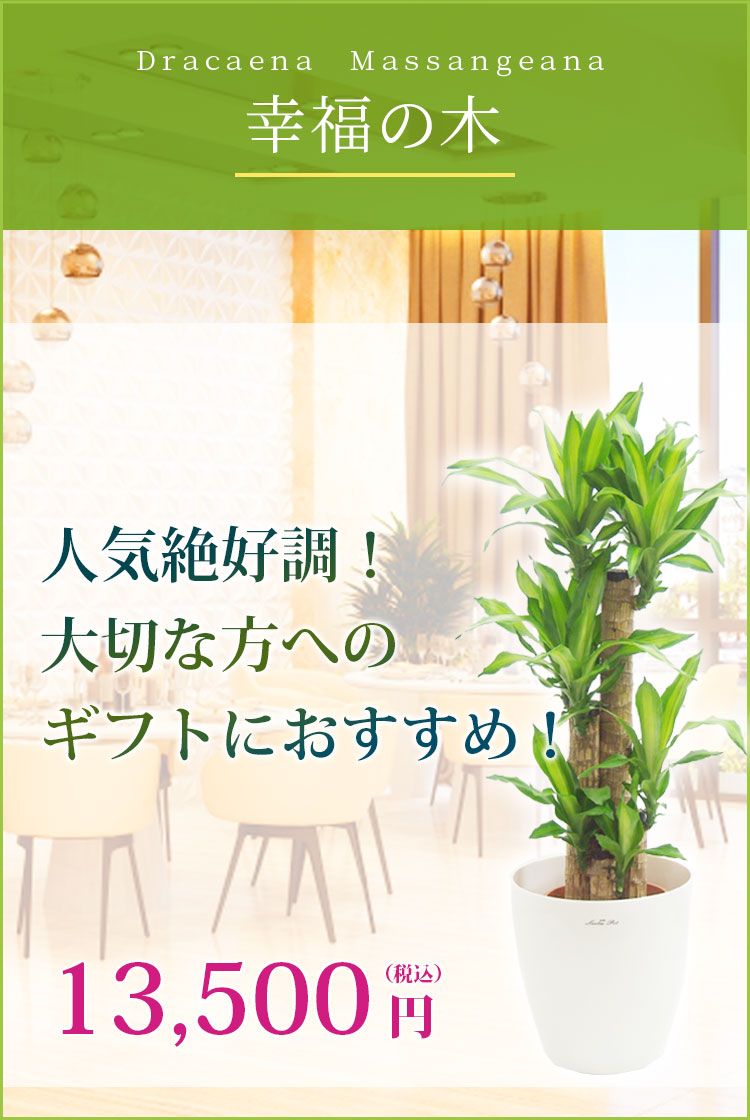 幸福の木 ラスターポット付 Mサイズ 観葉植物の販売 通販の観葉植物のオアシス