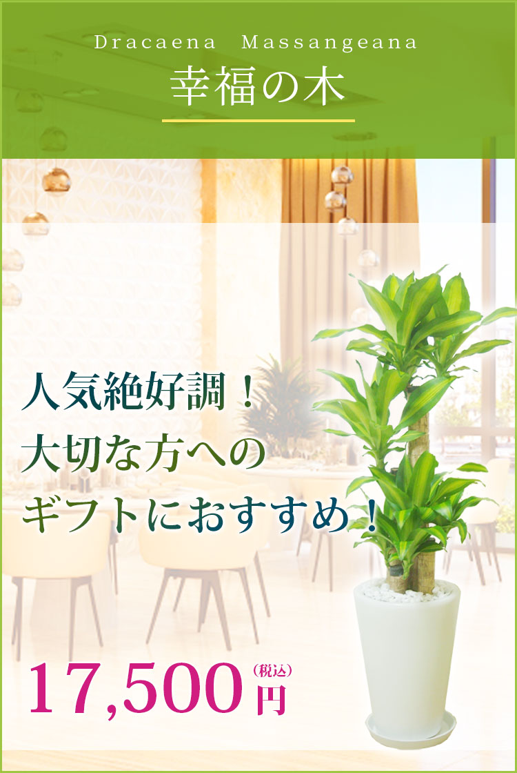 幸福の木 陶器鉢植込み ラウンドタイプ白色 スタイリッシュ 観葉植物の販売 通販の観葉植物のオアシス