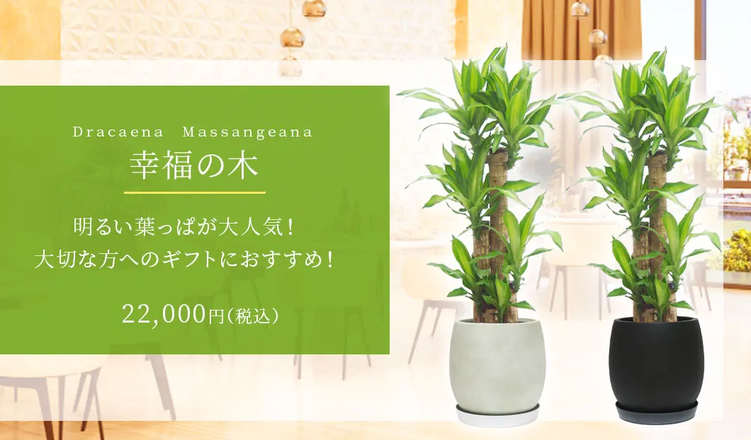 幸福の木 観葉植物 22,000円(税込)