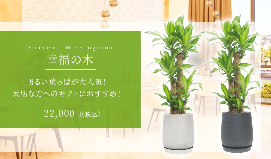 幸福の木 観葉植物 22,000円(税込)