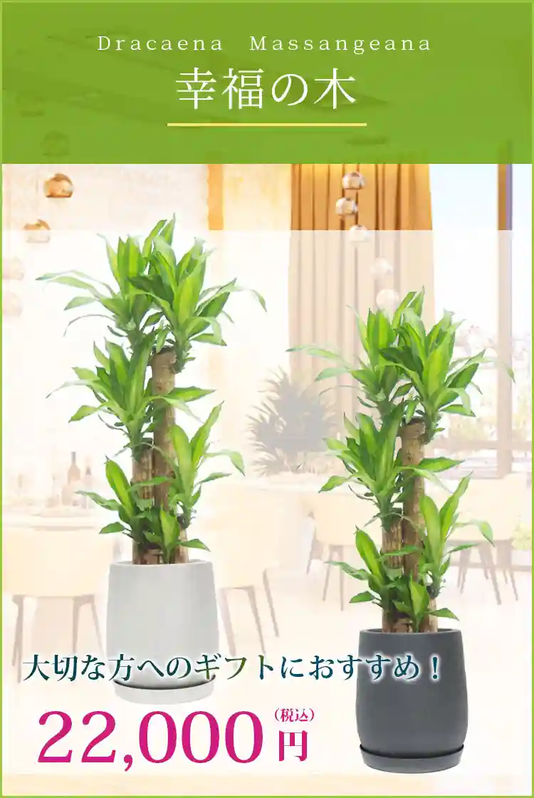 幸福の木 観葉植物 19,000円(税込)