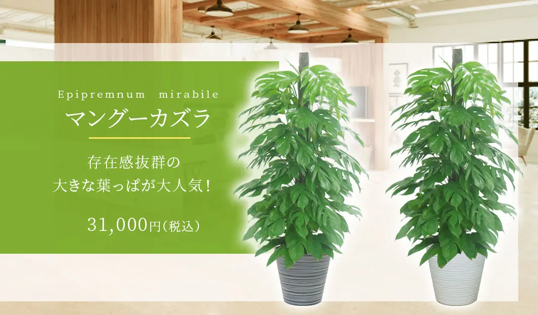 マングーカズラ 観葉植物 31,000円(税込)