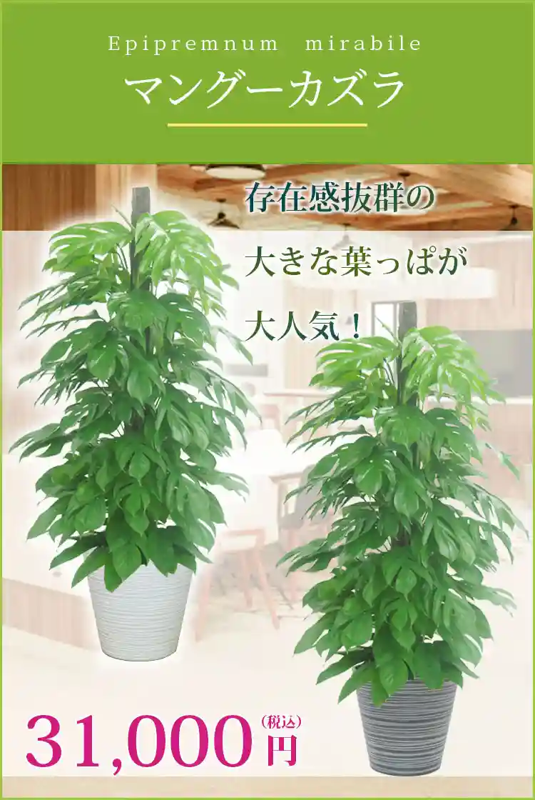 マングーカズラ 観葉植物 31,000円(税込)