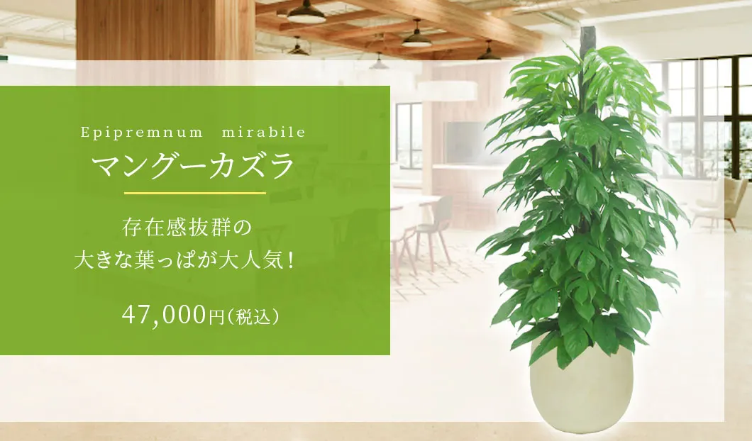 マングーカズラ 観葉植物 47,000円(税込)