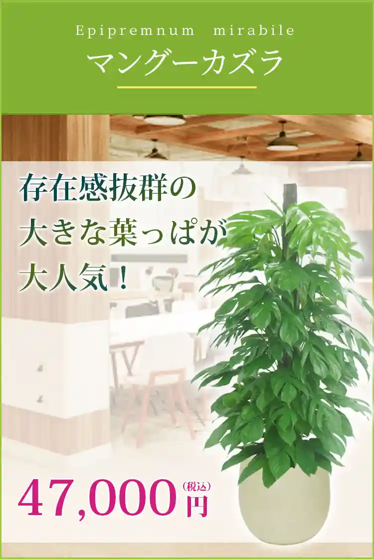 マングーカズラ 観葉植物 47,000円(税込)