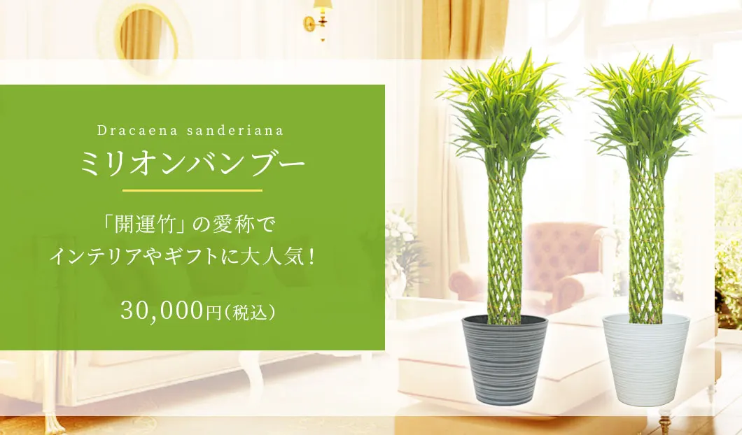 ミリオンバンブー 観葉植物 30,000円(税込)