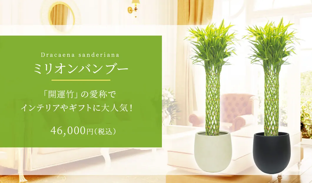 ミリオンバンブー 観葉植物 46,000円(税込)