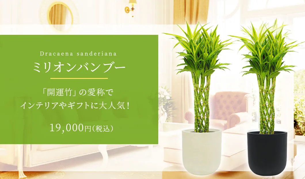 ミリオンバンブー 観葉植物 19,000円(税込)