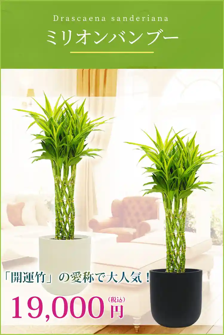 ミリオンバンブー 観葉植物 19,000円(税込)