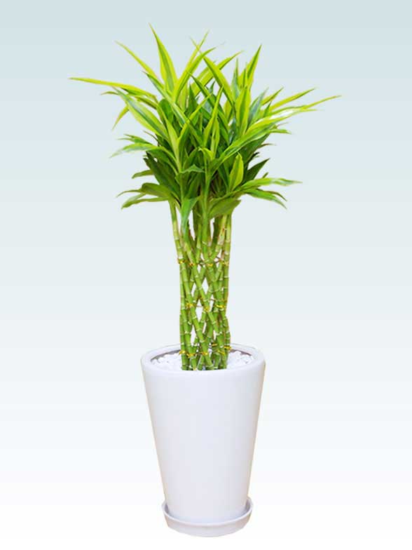 ミリオンバンブー 陶器鉢植込み ラウンドタイプ白色 スタイリッシュ 観葉植物の販売 通販の観葉植物のオアシス