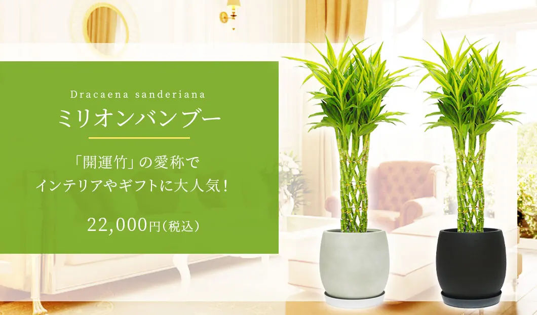 ミリオンバンブー 観葉植物 22,000円(税込)