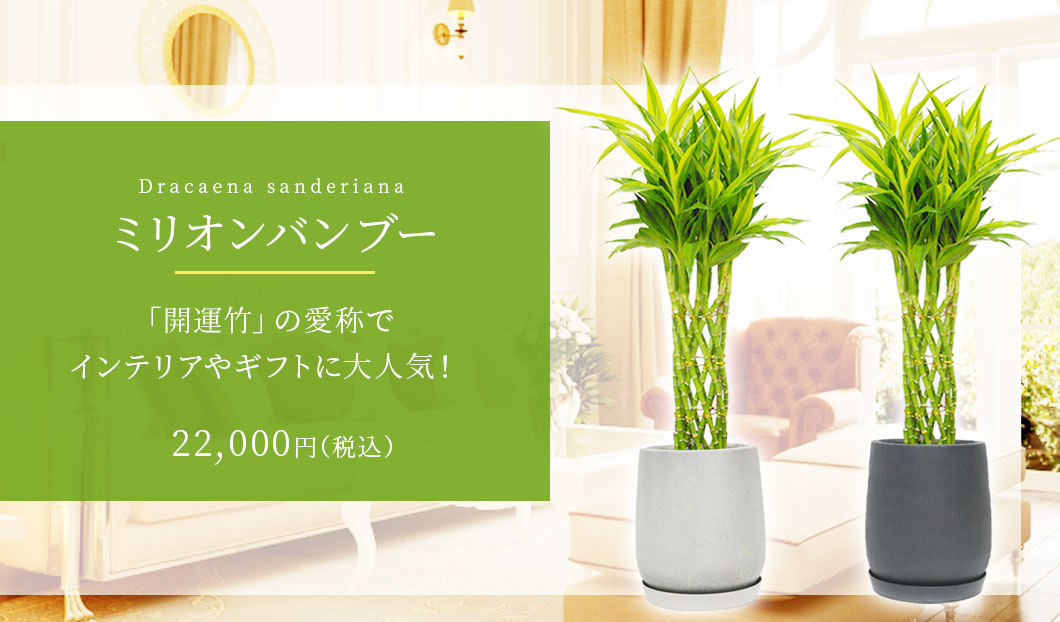 ミリオンバンブー 観葉植物 22,000円(税込)