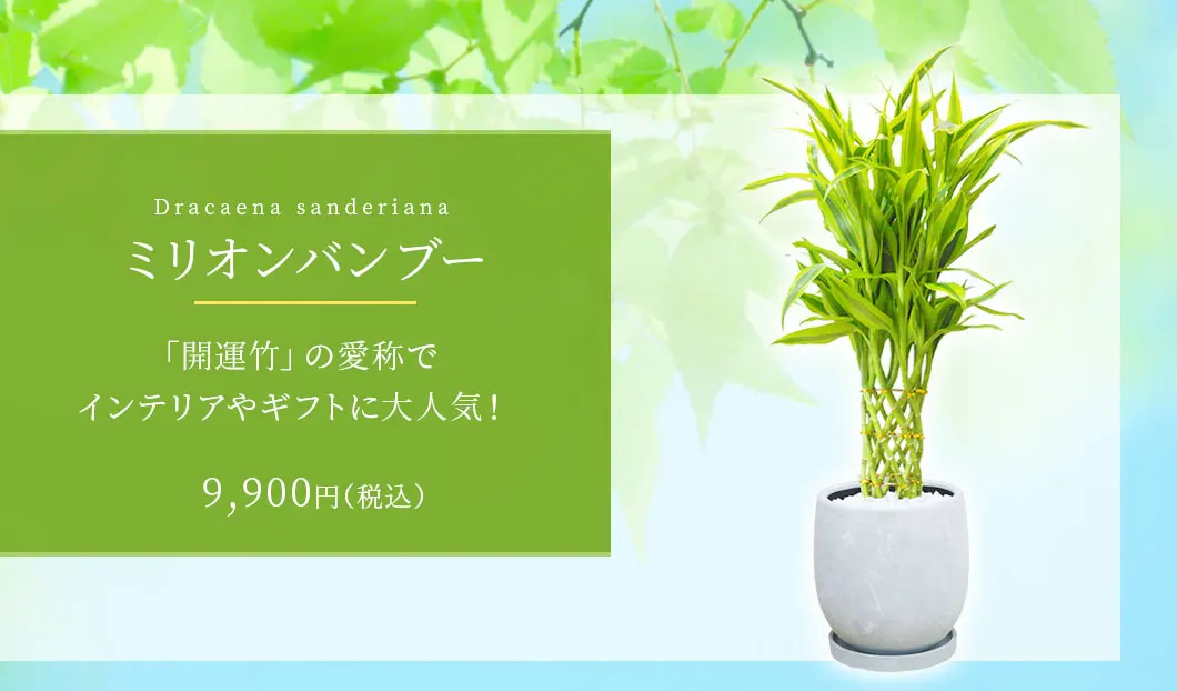 ミリオンバンブー 観葉植物 9,900円(税込)