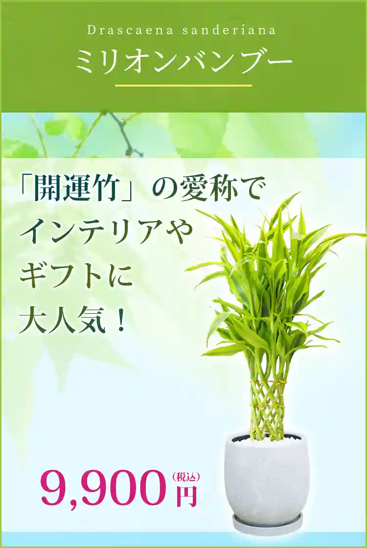 ミリオンバンブー 観葉植物 9,900円(税込)