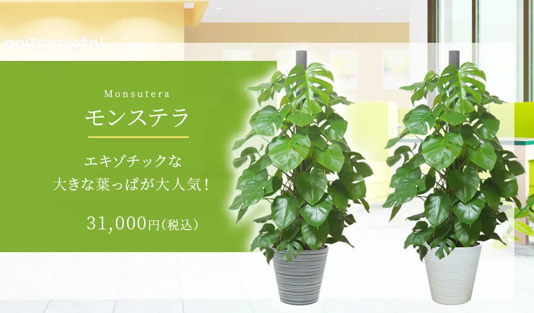 モンステラ 観葉植物 31,000円(税込)