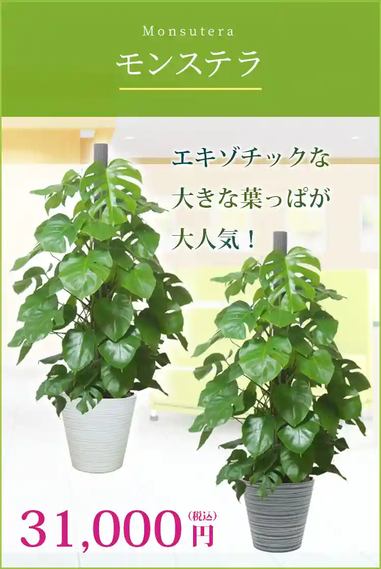 モンステラ 観葉植物 31,000円(税込)