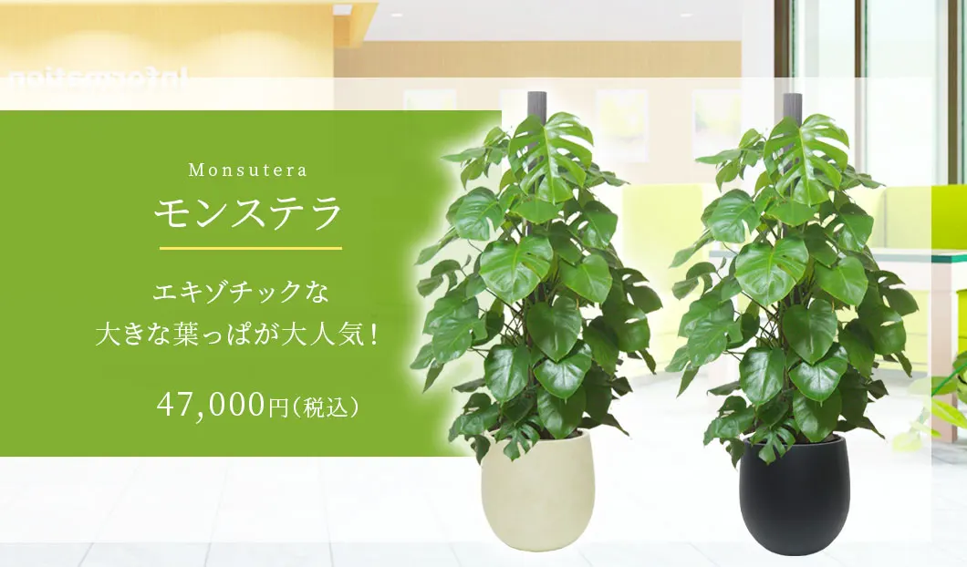 モンステラ 観葉植物 48,000円(税込)