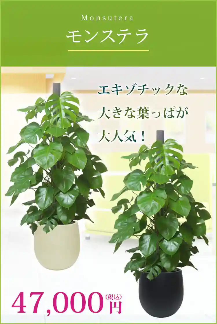 モンステラ 観葉植物 48,000円(税込)