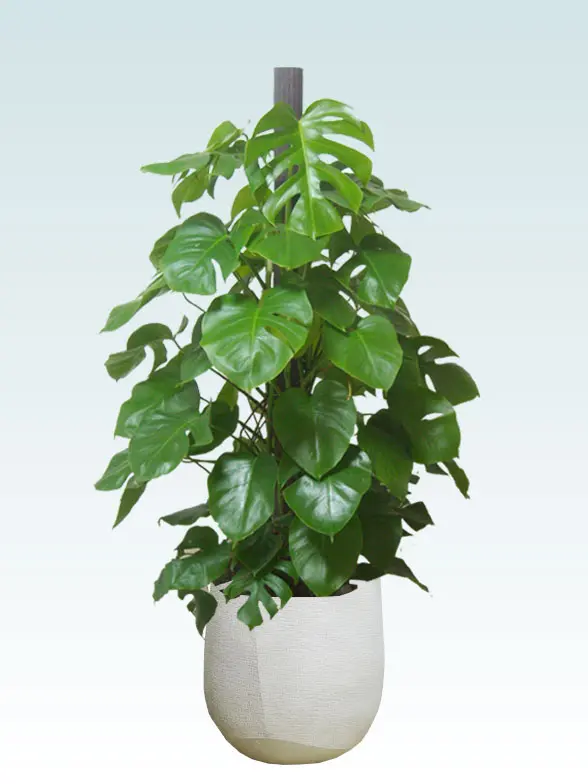 モンステラ 大鉢Lサイズ ラグジュアリー型、グラスファイバー製鉢カバー付