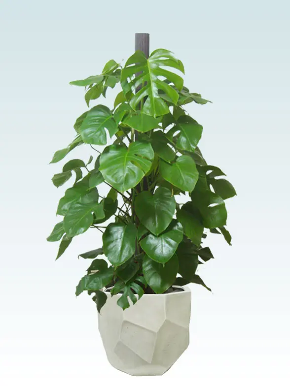 モンステラ 大鉢Lサイズ 多面体型、グラスファイバー製鉢カバー付