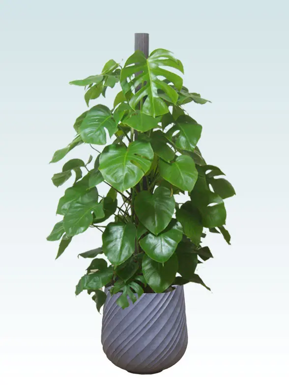 モンステラ 大鉢Lサイズ スパイラル型、グラスファイバー製鉢カバー付