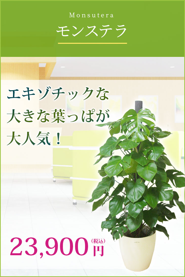 モンステラ ラスターポット付 Lサイズ 観葉植物の販売 通販の観葉植物のオアシス
