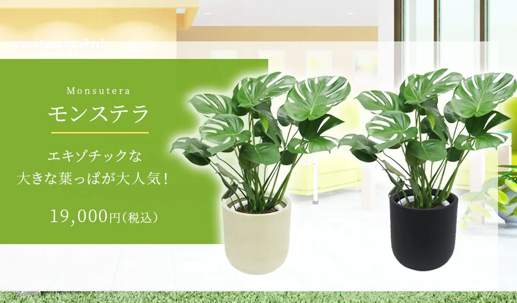 モンステラ 観葉植物 19,000円(税込)