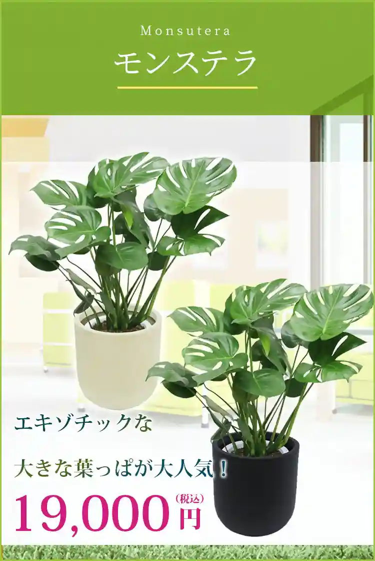 モンステラ 観葉植物 19,000円(税込)