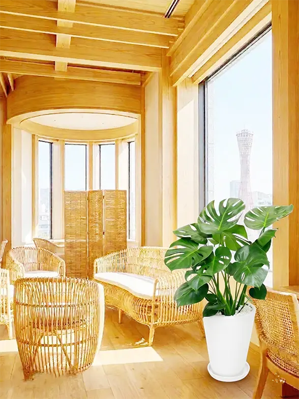 モンステラ スタイリッシュ 陶器鉢ラウンドタイプ白色