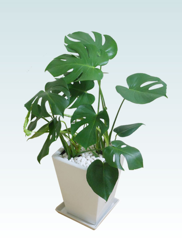 モンステラ 陶器鉢植込み スクエアタイプ白色 スタイリッシュ 観葉植物の販売 通販の観葉植物のオアシス
